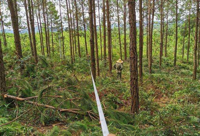 森林培育对提高森林质量的2个重要性