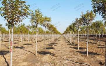 反季节种植银杏苗木的3个技术应用