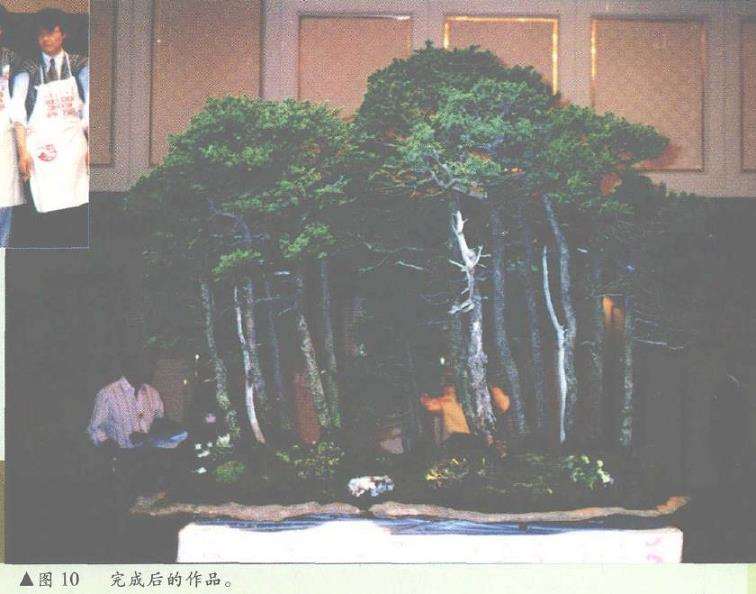 图解 日本大师加藤三郎怎么制作丛林式盆景
