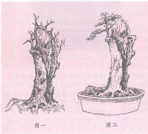 榆树盆景树桩成活后怎么造型的方法
