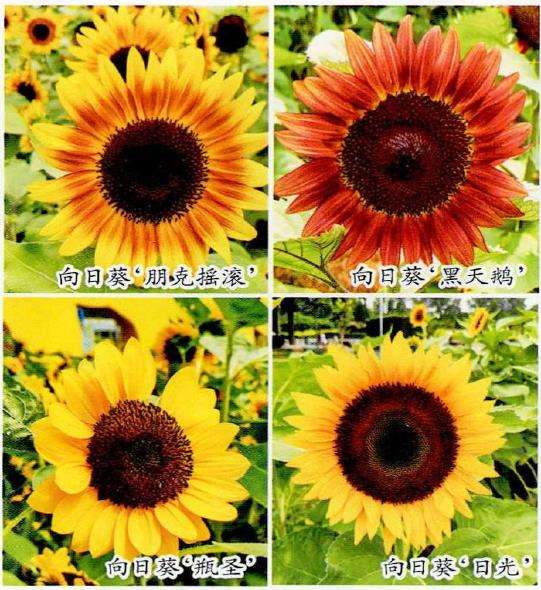 向日葵花怎么种植的4个模式