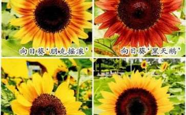 向日葵花怎么种植的4个模式