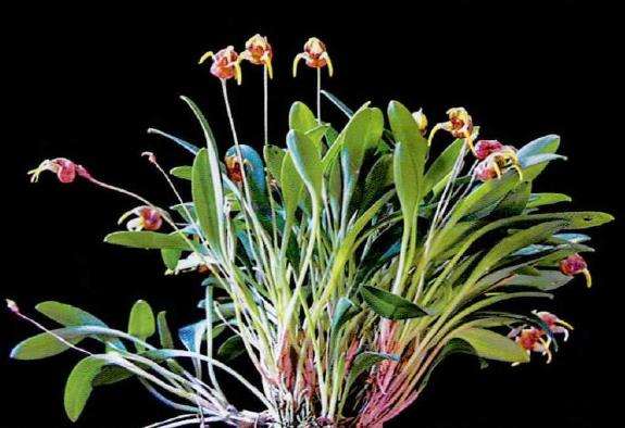 尾萼兰品种欣赏 (六) 图片
