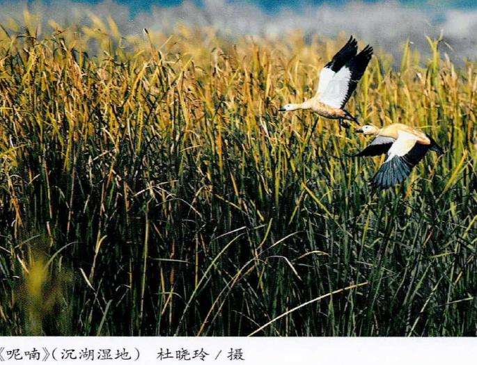 武汉市蔡甸区沉湖湿地自然保护区