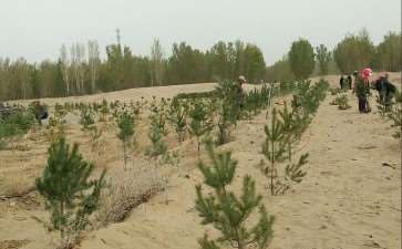 反季节造林种植的4个技术措施