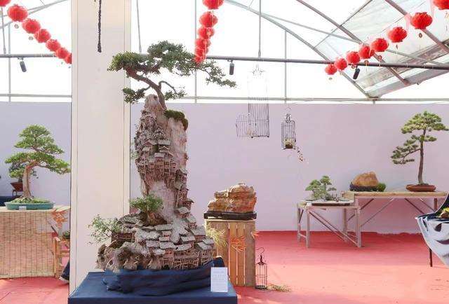 第五届中国盆景评比展览在苏州虎丘举办