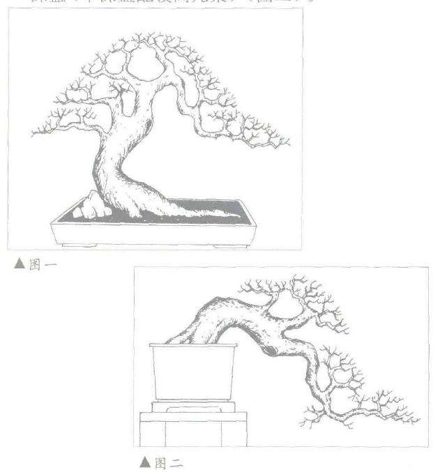 朴树盆景造型设计的过程 图片