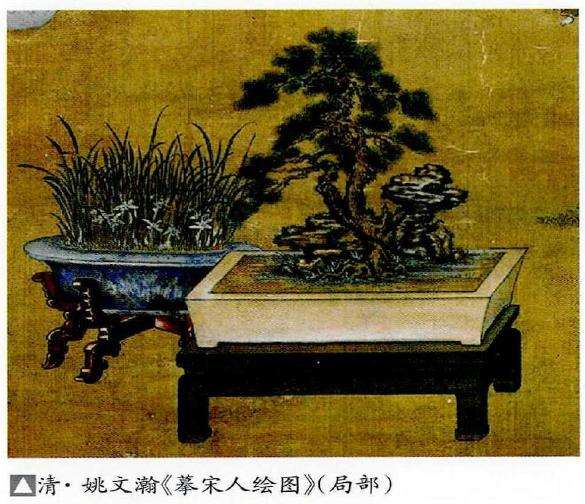 清民国时期的松树盆景 图片