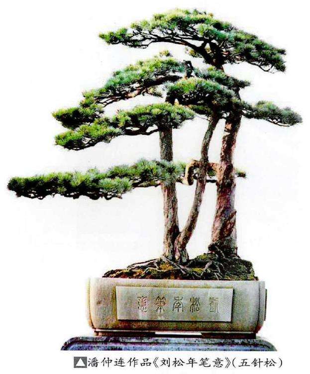 新中国时期的松树盆景 图片
