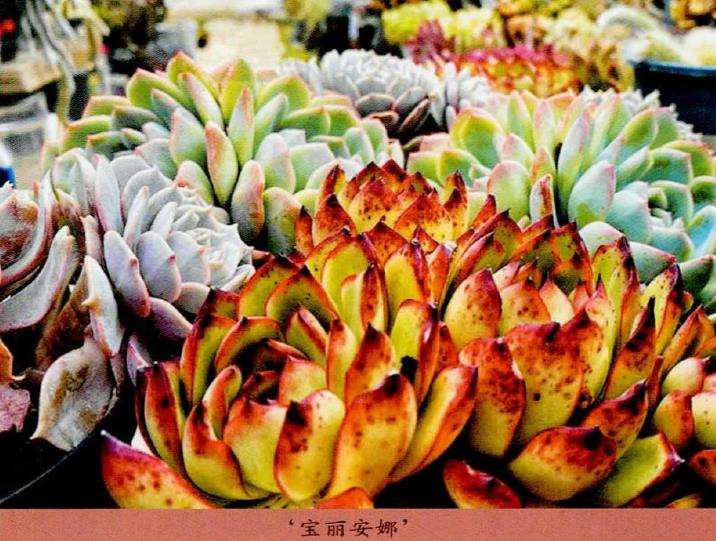 2022年 多肉植物如何安全度夏