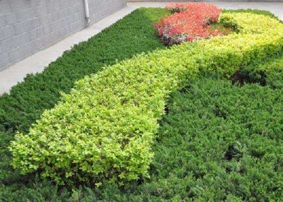 高校校园绿化景观与植物配置的4个策略