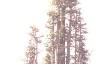 直干丛林式榆树盆景有4个不足之处 图片