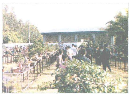 2002 漳州花卉博览会盆景精品展