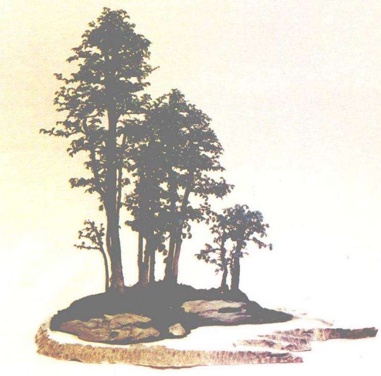 胡乐国制作松柏类树木盆景的4个步骤