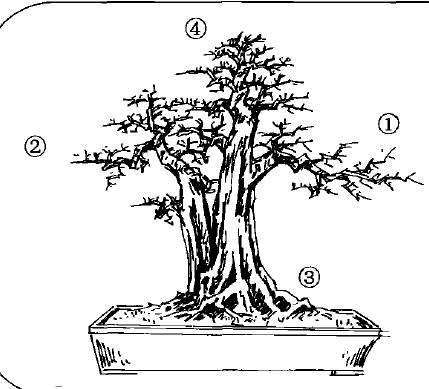 图解 双干大树型盆景怎么造型的7个步骤