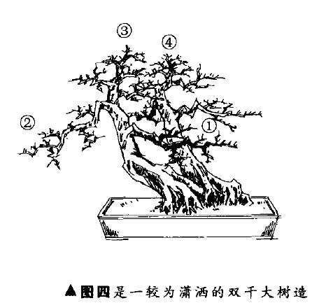 图解 双干大树型盆景怎么造型的7个步骤