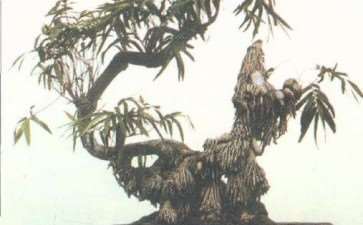 竹子盆景作品题名为《姜太公钓鱼》图片