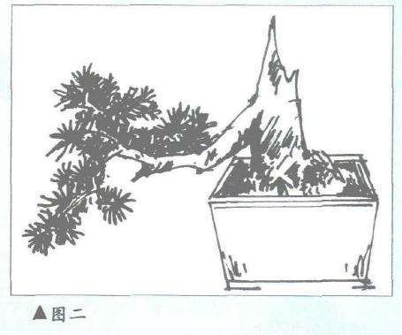 图解 曾宪烨怎么设计丛林式虾夷松盆景的2个方法