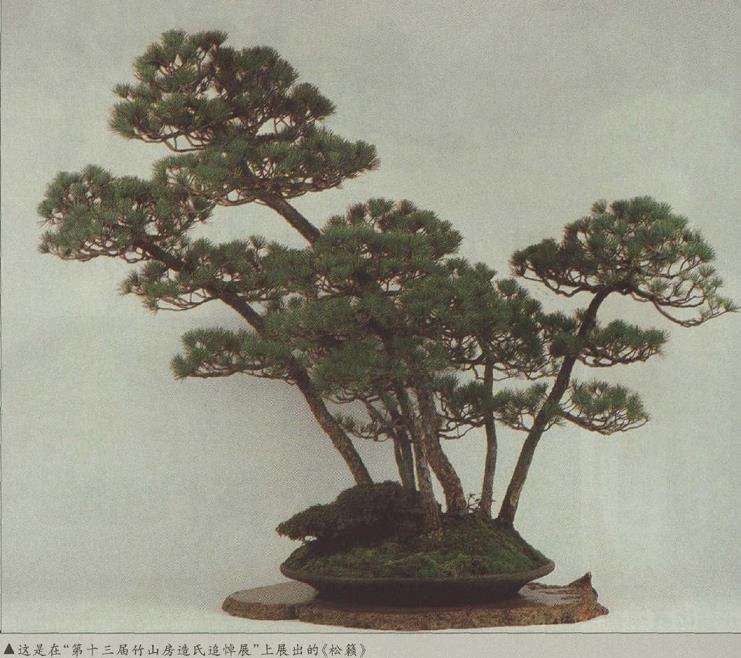 五针松盆景作品《松籁》所描绘的风景