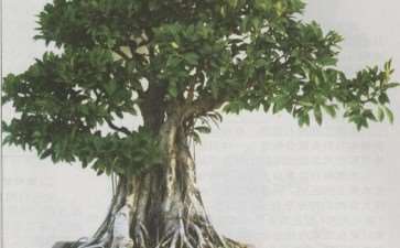 图解 榕树盆景怎么八年成型的6个步骤