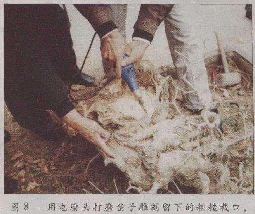图解 荆州凯宇盆景园怎么改作对节白蜡的方法