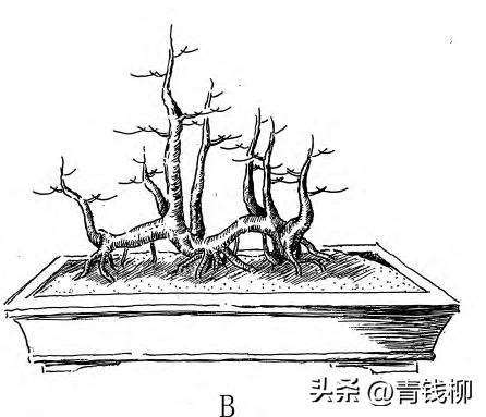 图解 一本丛林型盆景特殊的5个树体结构