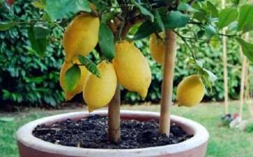 柠檬树桩盆景怎么培育的3个方法