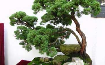 树桩盆景具有典型特点的枝有12种