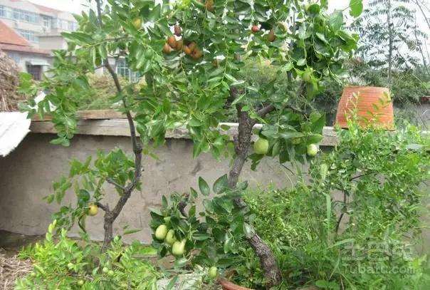 红枣盆景怎么病虫害防治的2个方法