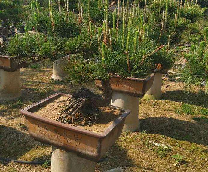 树桩盆景生桩怎样用浇水施肥的5个方法