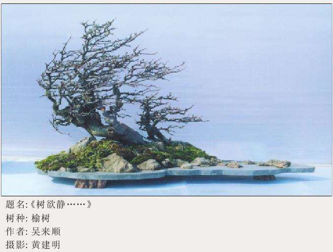 榆树盆景《悬翠》曾在本刊2002年第二期上发表