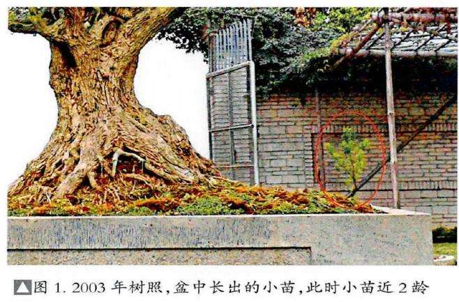 图解 韩学年20年怎么制作黄杨盆景的过程