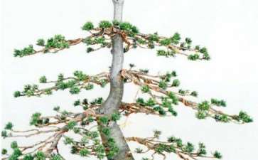 图解 五针松盆景怎么轮生枝 对生枝的处理方法