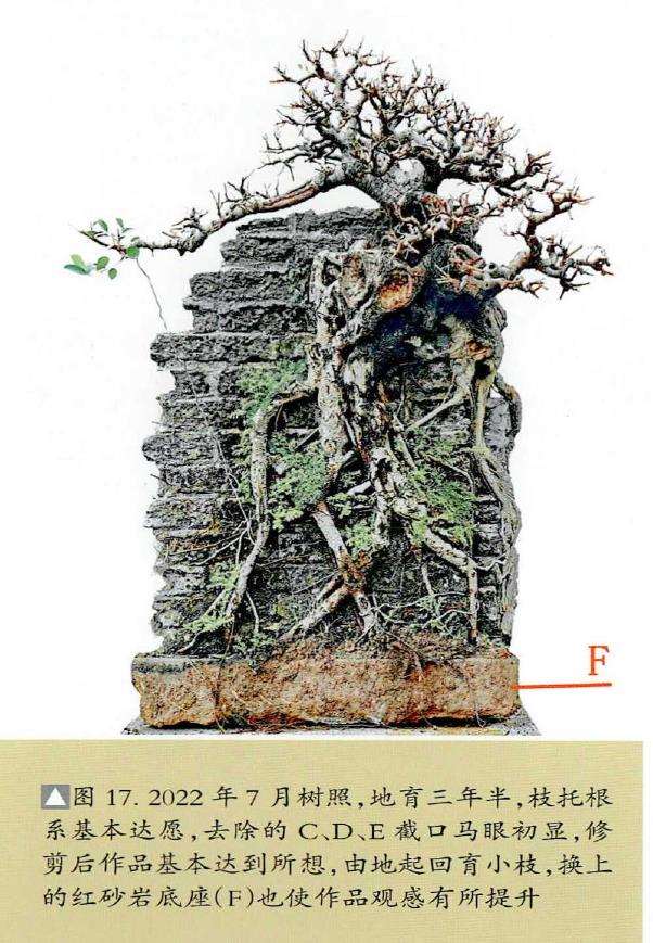 图解 韩学年怎么制作附壁榕树盆景的19个步骤