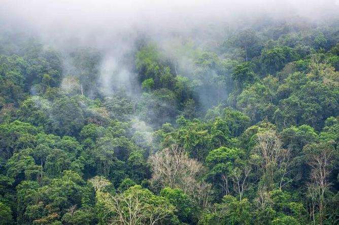 森林自然保护地病虫害防治工作的3个方法