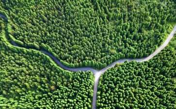 林业病虫害怎么发生的5个原因