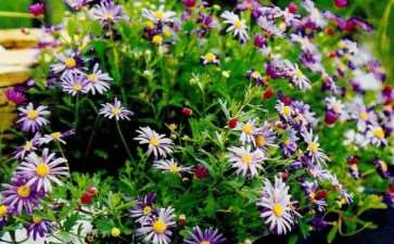 蓝紫色系花卉有哪些 这7种 图片