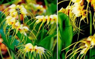 尾萼兰品种欣赏 (九) 图片