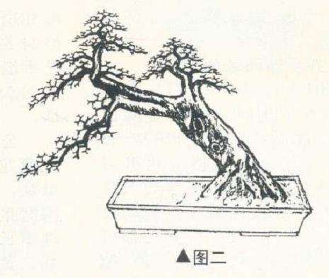 陈培琦怎么设计山桔盆景的4个步骤 图片
