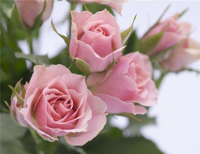 芳香植物玫瑰在缓解高职学生焦虑情绪中的7个作用