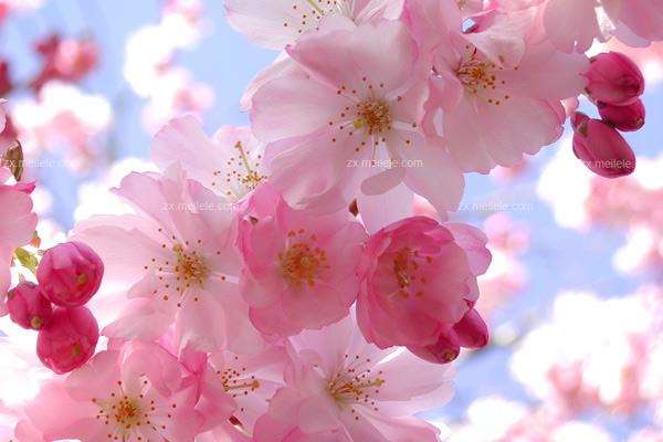 杭州太子湾公园樱花存在的3个问题