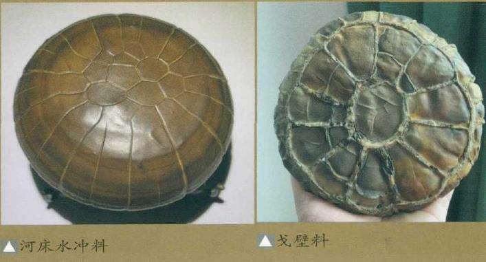 教你分辨真假龟纹石的3个方法4 图片