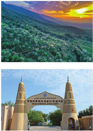 伊犁吐鲁番植物园就地迁地保育的3个重要性