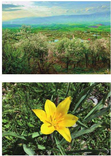 伊犁吐鲁番植物园就地迁地保育的3个重要性