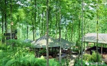 竹林康养空间的4个植物景观与人体适应性