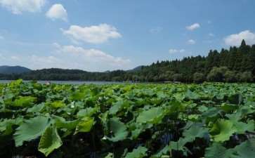 杭州西湖植物季节性物候指示和特色物候组合