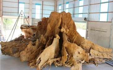 有人1万元购买了30吨的老树根做成根雕
