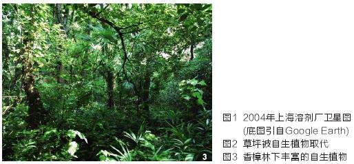 上海溶剂厂区的3个野境植物景观
