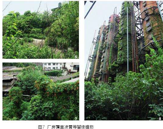 上海溶剂厂区的3个野境植物景观
