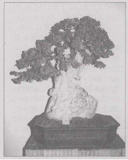 读《花木盆景》2003年第四期B版杂记